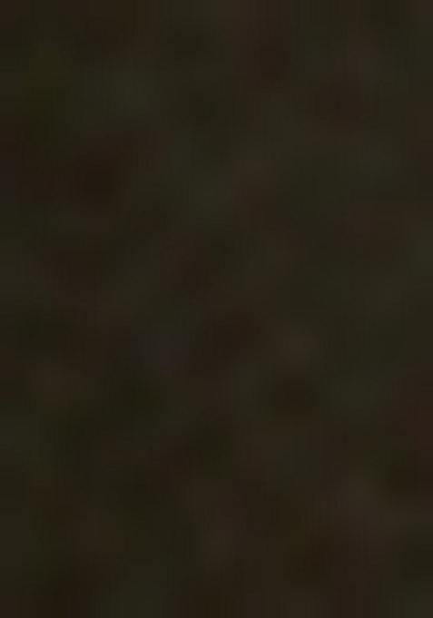 Golden Embellished Net Sharara Set