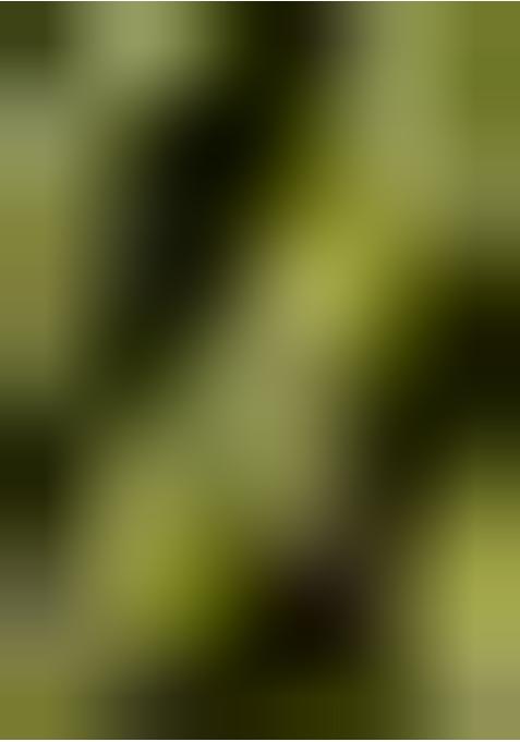 Henna Green Organza Jacquard Lehenga Set