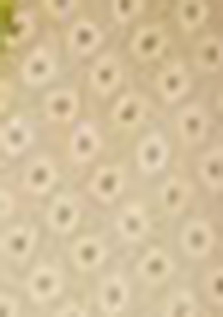 Cream Digital Print Organza Anarkali Set