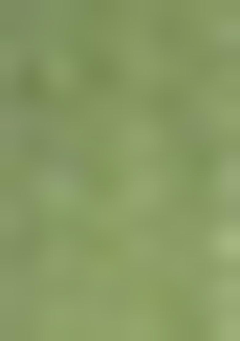 Green Embroidered Pure Cotton Salwar Kameez With Dupatta