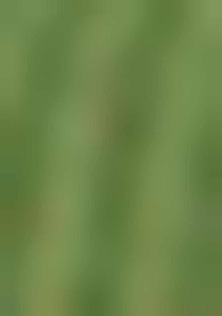 Green Embroidered Pure Cotton Salwar Kameez With Dupatta