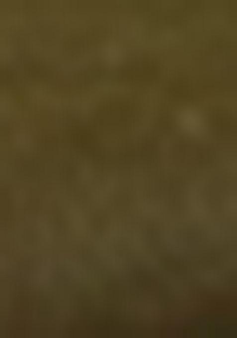 Mehendi Green Embroidered Net Lehenga Set