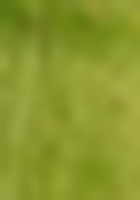 Green Embroidered Banarasi Silk Lehenga Set