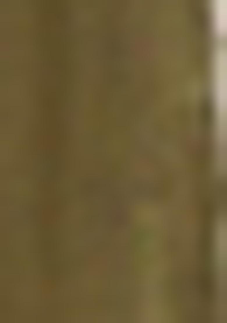 Green Embroidered Net Lehenga Set With Dupatta