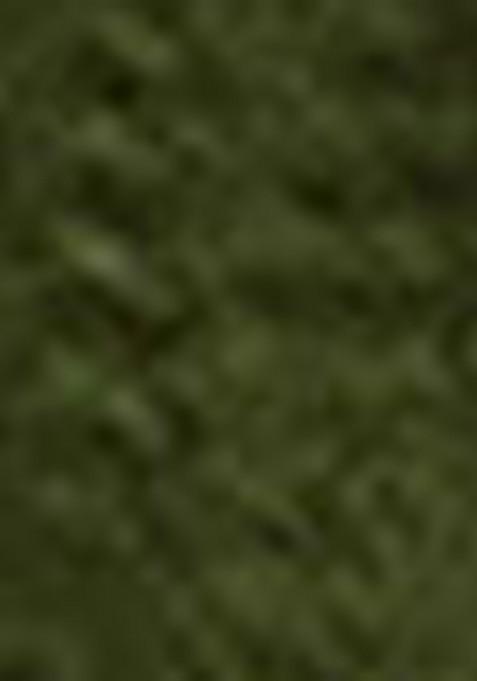 Mehendi Sequin Embroidered Georgette Lehenga Set