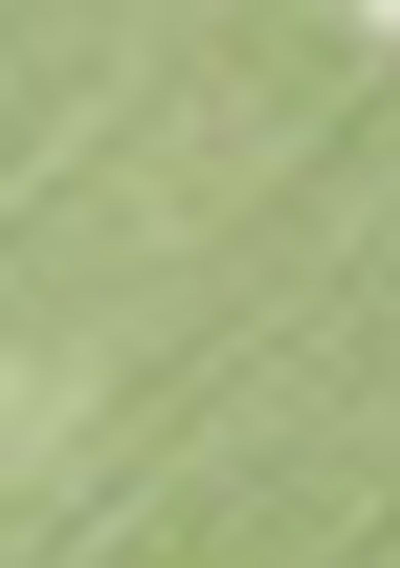 Pista Green Woven Cotton Saree Set