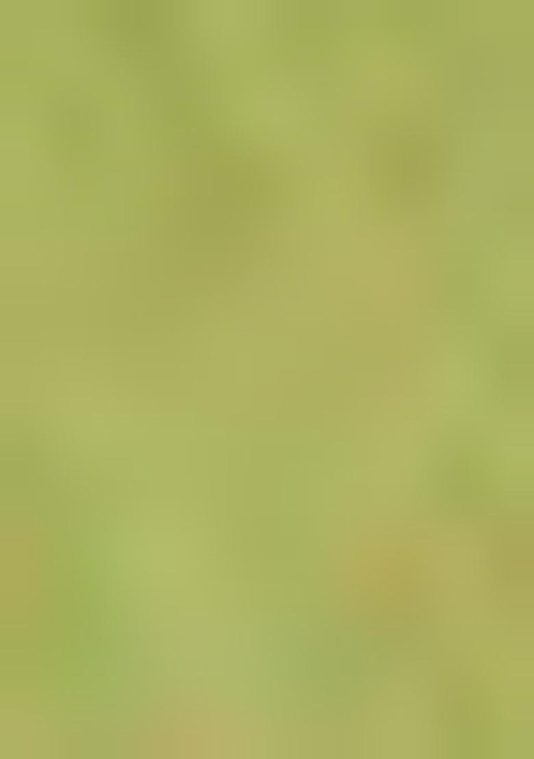 Green Woven Cotton Saree Set