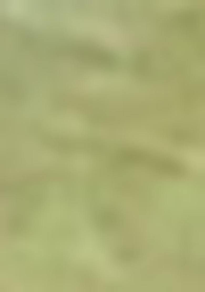 Mehendi Green Zari Woven Soft Silk Saree Set