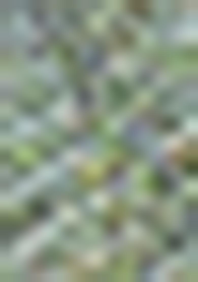 Green Cutdana Embroidered Tissue Saree Set