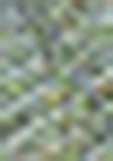 Green Cutdana Embroidered Tissue Saree Set