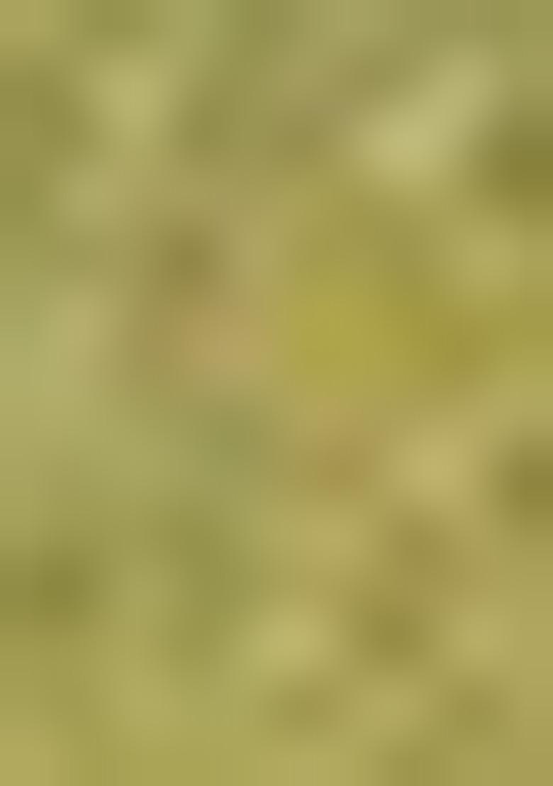 Light Green Printed Silk Saree Set