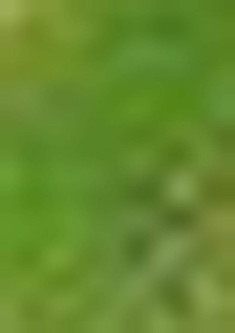 Light Green Zari Work Silk Saree Set