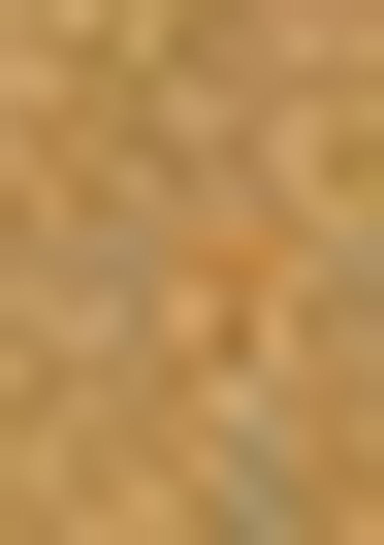 Golden Zari Work Silk Saree Set