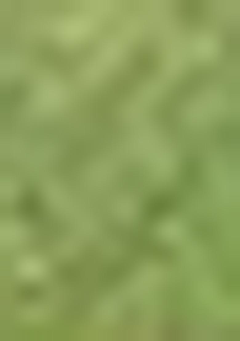 Light Green Zari Work Silk Saree Set