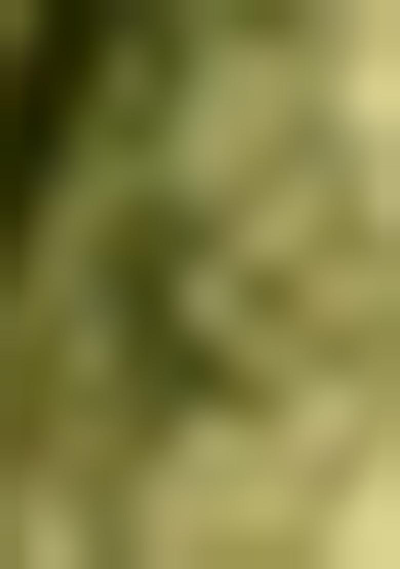 Green Printed Net Saree Set