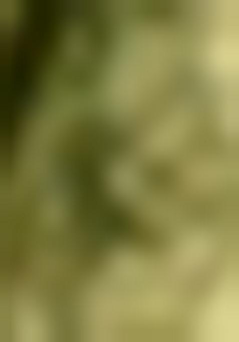 Green Printed Net Saree Set