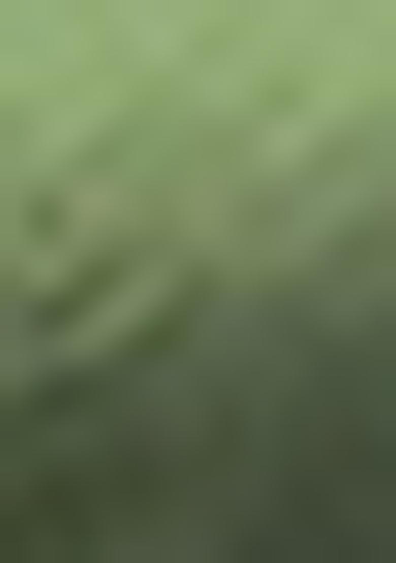 Green Woven Silk Saree Set