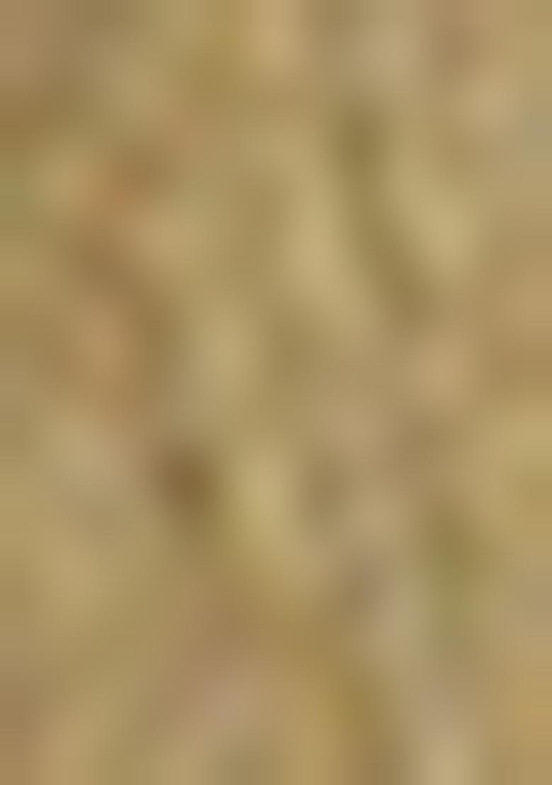 Green Abstract Print Cotton Saree Set