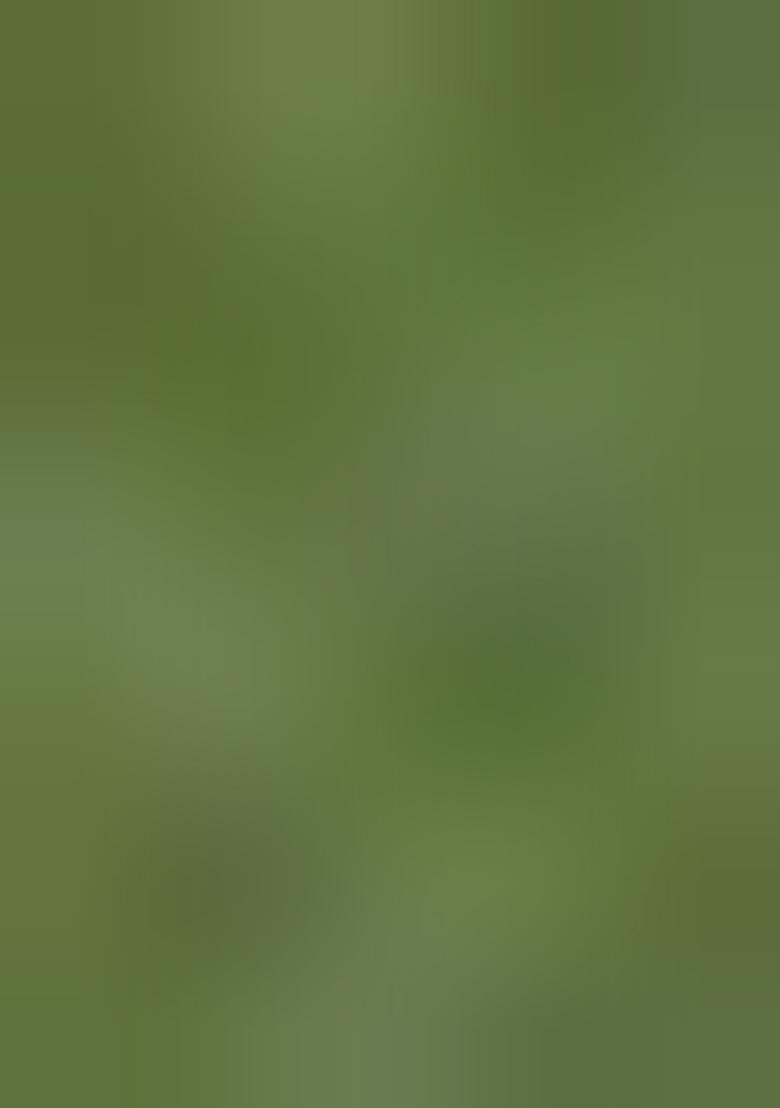 Green Zari Woven Organza Saree Set