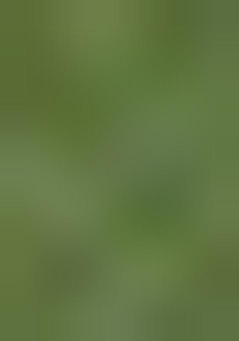 Green Zari Woven Organza Saree Set