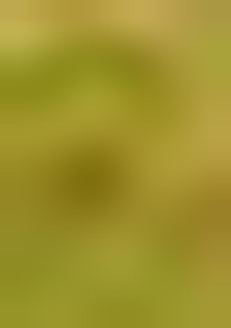 Yellow Zari Weaving Banarasi Silk  Sarees