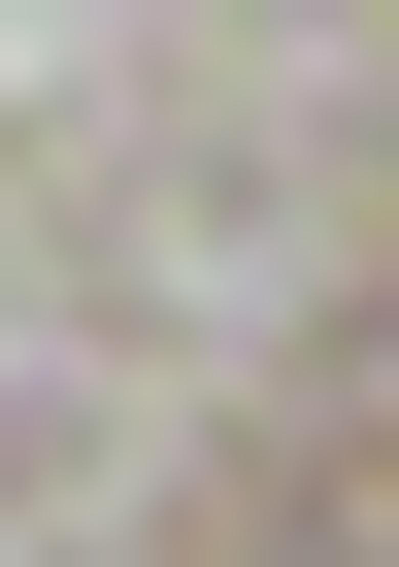 Grey Zari Weaving Banarasi Silk  Sarees