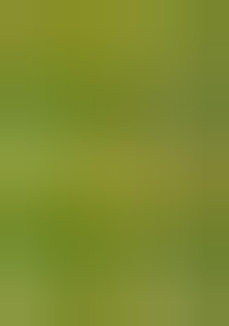 Mehendi Green Jacquard Cotton Saree Set