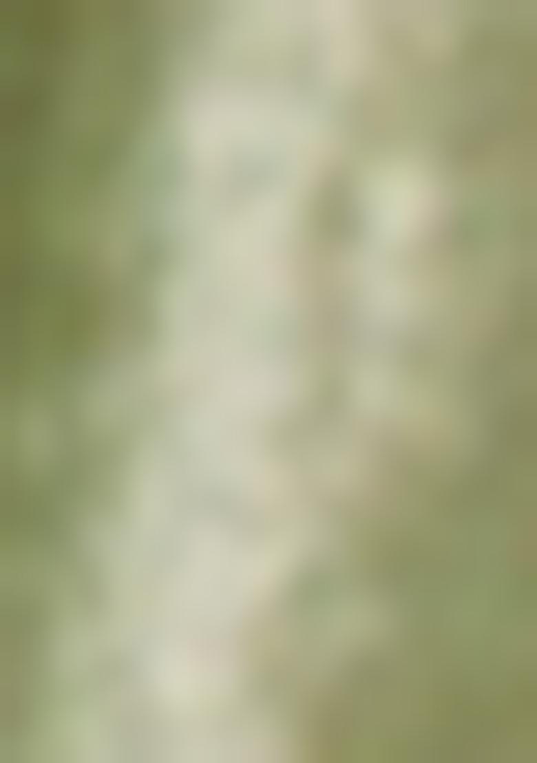 Mehendi Green Sequin Embroidered Dola Silk Saree Set