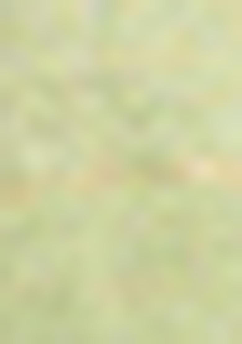 Green Embroidered Burberry Organza Saree Set With Blouse