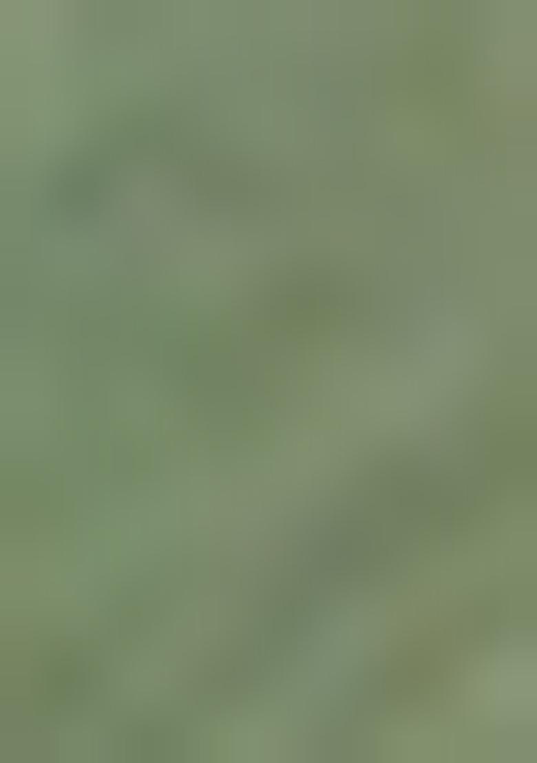 Light Green Embroidered Pure Tissue Silk Saree Set