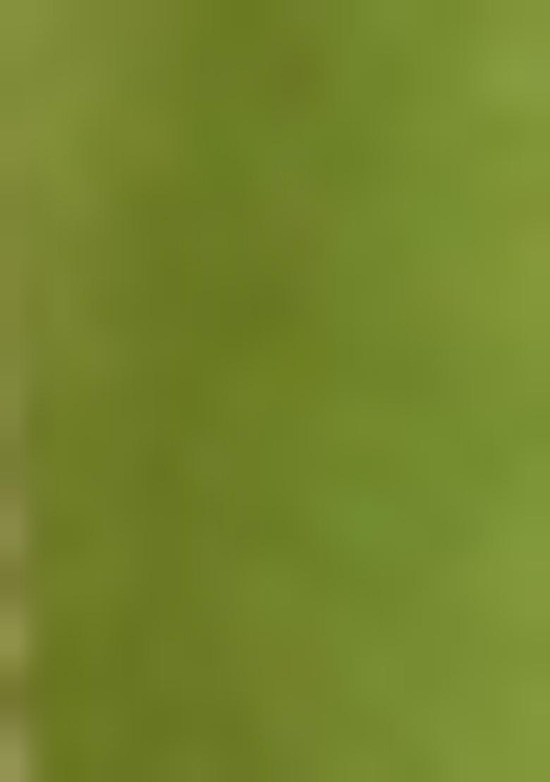 Green Weaving Tissue Saree Set