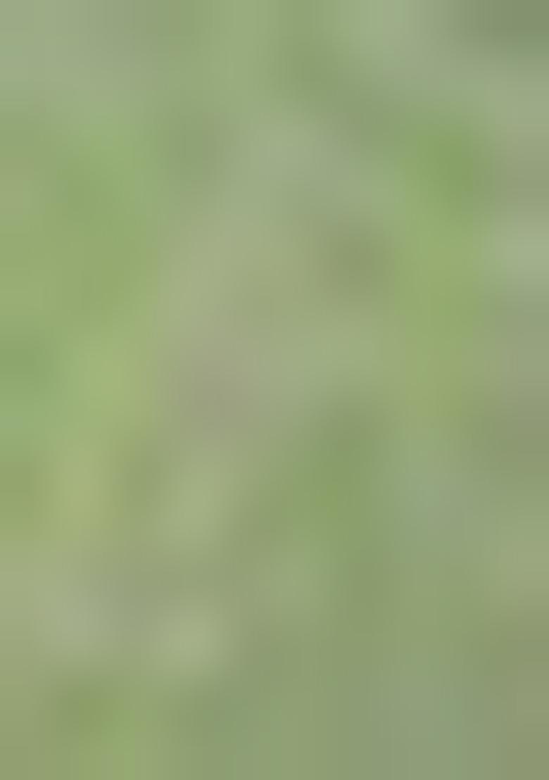 Green Zari Woven Silk Blend Saree Set