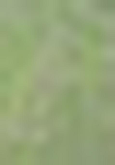 Green Zari Woven Silk Blend Saree Set