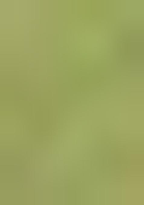 Light Green Printed Organza Saree Set