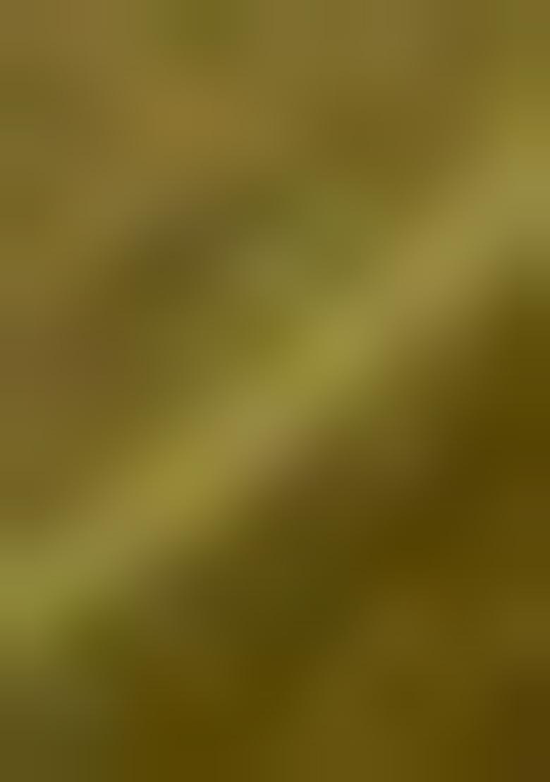 Mehendi Green Solid And Lace Border Chiffon Pre Stitched Saree