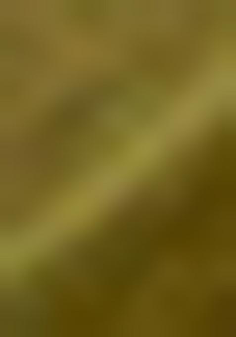 Mehendi Green Solid And Lace Border Chiffon Pre Stitched Saree