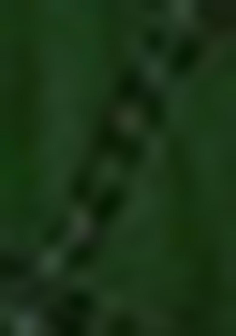 Green Sequin Embroidered Georgette Saree Set