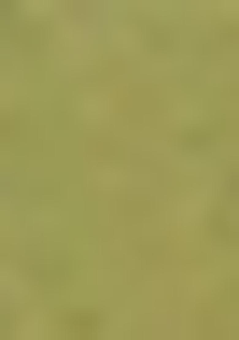 Green Heavy Jamdani Silk Orzanga Saree