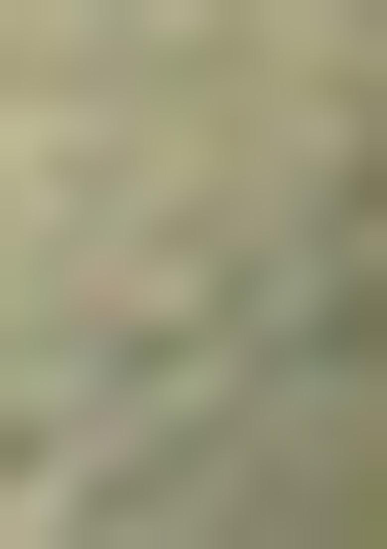 Green Printed Tissue Silk Saree