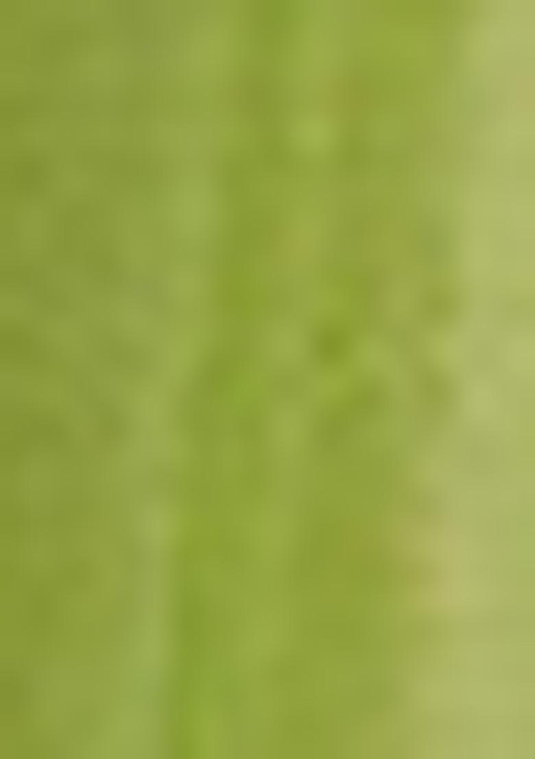 Green Solid Pure Viscose Chinon Saree