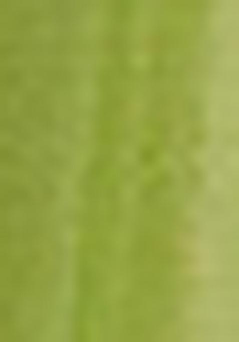 Green Solid Pure Viscose Chinon Saree