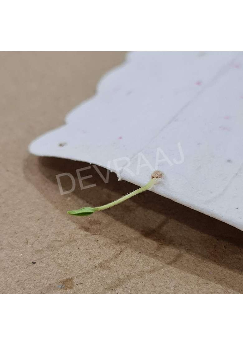 Devraaj ECO Friendly Plantable SEED Paper Money Envelopes Without Print Set of 25 - Indya