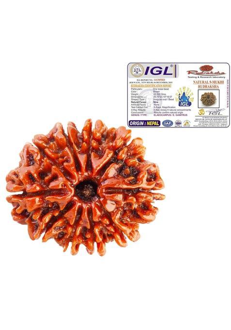 Natchcart Lab Certified 9 Mukhi Rudraksha 16 22MM From Nepal in Red Sacred Thread