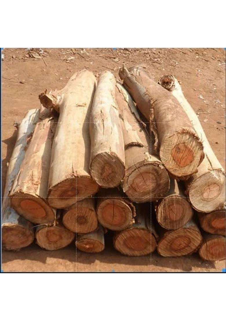 Selfline Shiv Shakti Group Hawan Samidha Hawan Lakdi Mango Wood Sticks for Havan Aam Ki Lakdi for Pooja - Indya