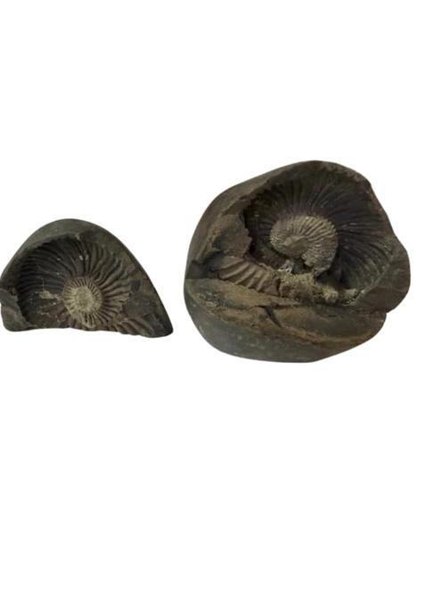 Sugandhim Astro Black Natural Lakshmi Narayan Shaligram Shila 400 500G
