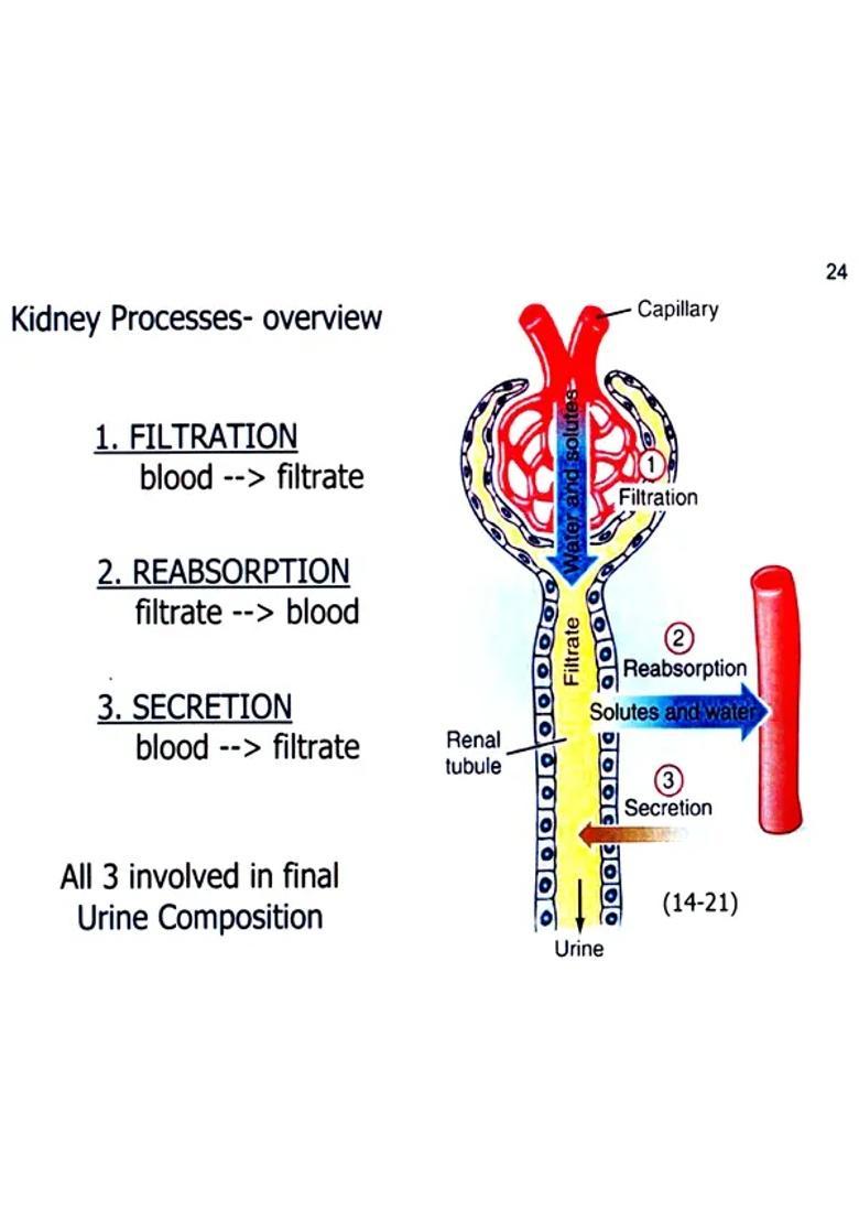 Interactive Workshop on Ayurveda (Urinary System Disorders) (An Old and Rare Book) - Indya