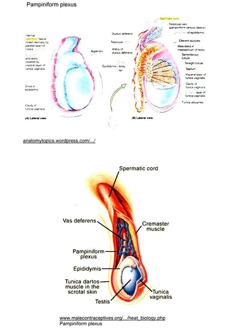Interactive Workshop on Marma and Management of Marmabhighat Through Ayurveda Other Traditional Practices - Indya