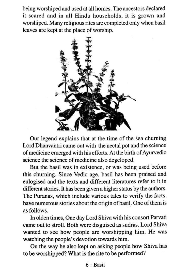 The Grace of Homes Basil (Tulsi) - Indya