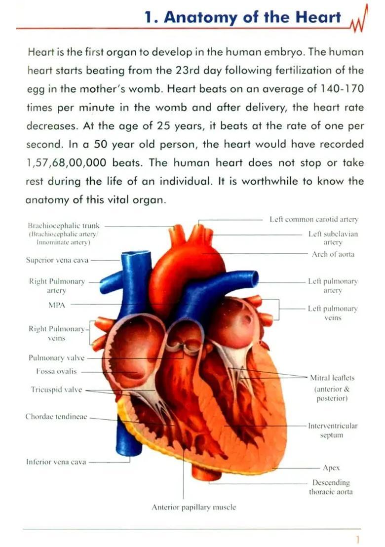 Healthy Heart- An Aid to Staying Fit - Indya