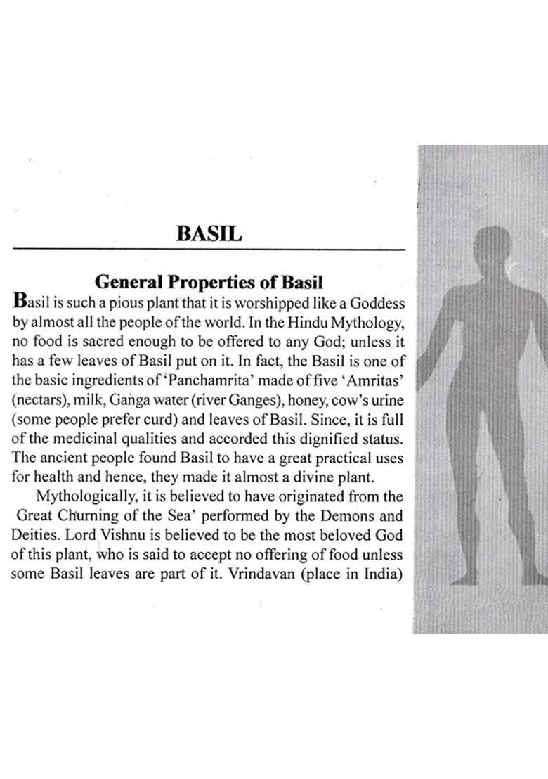 Improve Your Health with Basil Margosa (A Practical Guide for Everyone) - Indya